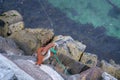 Top view of a rusty rappel ring with a rope on a rocky pier Royalty Free Stock Photo