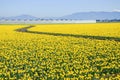 Top view s-curved winding path in daffodil farm at Skagit Valley Royalty Free Stock Photo