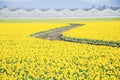 Top view s-curved winding path in daffodil farm at Skagit Valley Royalty Free Stock Photo