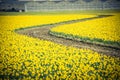 Top view s-curved winding path in daffodil farm at Skagit Valley Royalty Free Stock Photo