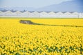 Top view s-curved winding path in daffodil farm at Skagit Valley Royalty Free Stock Photo