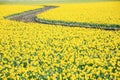 Top view s-curved winding path in daffodil farm at Skagit Valley Royalty Free Stock Photo