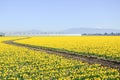 Top view s-curved winding path in daffodil farm at Skagit Valley Royalty Free Stock Photo