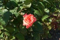 Top view of salmon pink flower of rose Royalty Free Stock Photo