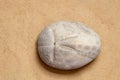 Top view of sand dollar sea urchin on sandy beach Royalty Free Stock Photo