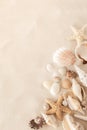 Top view of a sandy beach with collection of seashells and starfish as textured background for summer design