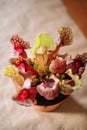 Top view of Sarracenia- carnivore plant Royalty Free Stock Photo