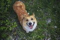 Top view of a satisfied ginger Corgi dog puppy sitting on the green grass in the may garden