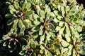 Top view of Saxifraga, succulent evergreen plants for perennial groundcover Royalty Free Stock Photo