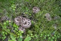 Top view of scaly tooth fungus, Sarcodon squamosus