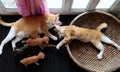 Top view family animal with mother cat breastfeeding four newborn kitty when cat sister playing alone