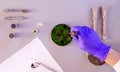 The scientist`s hands taking out samples from petri dish. Royalty Free Stock Photo