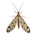 Top view of a scorpionfly with patterned wings and long tail on white insect macro Royalty Free Stock Photo