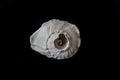 Top view of sea shell isolated on a black background Royalty Free Stock Photo