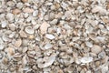 Top view of sea shells background Royalty Free Stock Photo