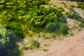 Top view of sea shore with Green algae Tina in water. bright natural background Royalty Free Stock Photo