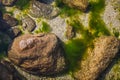 Top view of sea shore with stones and Green algae Tina in water. bright natural background Royalty Free Stock Photo