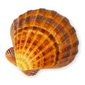 Top view of a seashell, isolated on a white background. Represents the concept of a summer beach vacation, evoking memories of Royalty Free Stock Photo