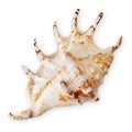 Top view of a seashell, isolated on a white background. Represents the concept of a summer beach vacation, evoking memories of Royalty Free Stock Photo