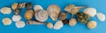 Top view seashells Royalty Free Stock Photo