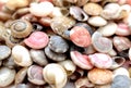 Top view seashells. Colorful, beauty. Royalty Free Stock Photo