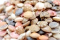 Top view seashells. Colorful, beauty. Royalty Free Stock Photo