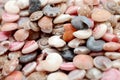 Top view seashells. Colorful, beauty. Royalty Free Stock Photo