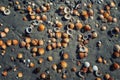 Seashells on the beach. Vacation background. Beach full of shells. Royalty Free Stock Photo