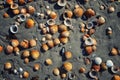 Seashells on the beach. Vacation background. Beach full of shells. Royalty Free Stock Photo