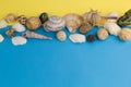 Top view seashells Royalty Free Stock Photo