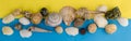 Top view seashells Royalty Free Stock Photo