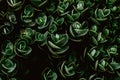 Top view of Sedum ewersii green gardenplant. Green leaves pattern background Royalty Free Stock Photo