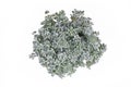 Top view of `Sedum spathulifolium Cape Blanco` stonecrop plant on white background Royalty Free Stock Photo