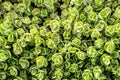 Top view of Sedum tetractinum, also known as Coral Reef , a perennial succulent often used as ground cover and in rock gardens.