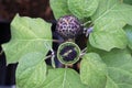 Top view of the seed pod on a datura plant Royalty Free Stock Photo