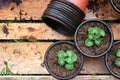 Seedings in planting pots Royalty Free Stock Photo