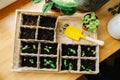 Top view of a seedling bed on a window sill, with small yellow showel