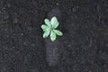 Top view seedling plant growing on rich nutrient fertilized soil. Gyre