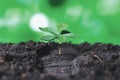 Top view seedling plant growing on rich nutrient fertilized soil. Gyre