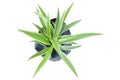 Top view of seedling spider plant or chlorophytum bichetii Karrer backer in black plastic bag isolated on white background.