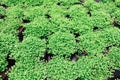 Top view of Selaginella tamariscina Royalty Free Stock Photo