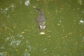 Top view and selective focus shot of asian crocodile is swimming in green swamp shows only snout and head to hide and camouflage