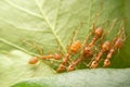 Top view selective focus team works red ants create their nest by green tree leaf with nature background Royalty Free Stock Photo