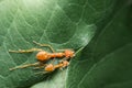 Top view selective focus team works red ants create their nest by green tree leaf with nature background Royalty Free Stock Photo