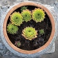 Top view of Sempervivum flower in a clay pot