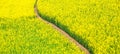 Top view of serene dirt pathway in yellow mustard field, blooming mustard on springtime