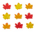 Top view set of autumn maple leaves isolated on white background.  flat lay of pattern yellow, orange autumn leaves icon Royalty Free Stock Photo