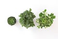 top view set green plant in pot isolate on white Royalty Free Stock Photo