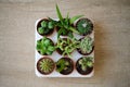 Set of mini cactus and succulent plants in brown mini pots in a plastic tray. Royalty Free Stock Photo