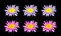 Top view, Set of pink and violet lotus flowers blossom bloom isolated on black background for stock photo, summer flowers. floral Royalty Free Stock Photo